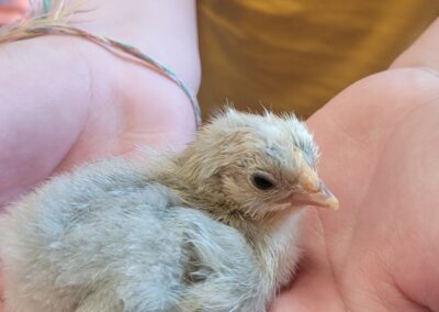 Hatching chicks